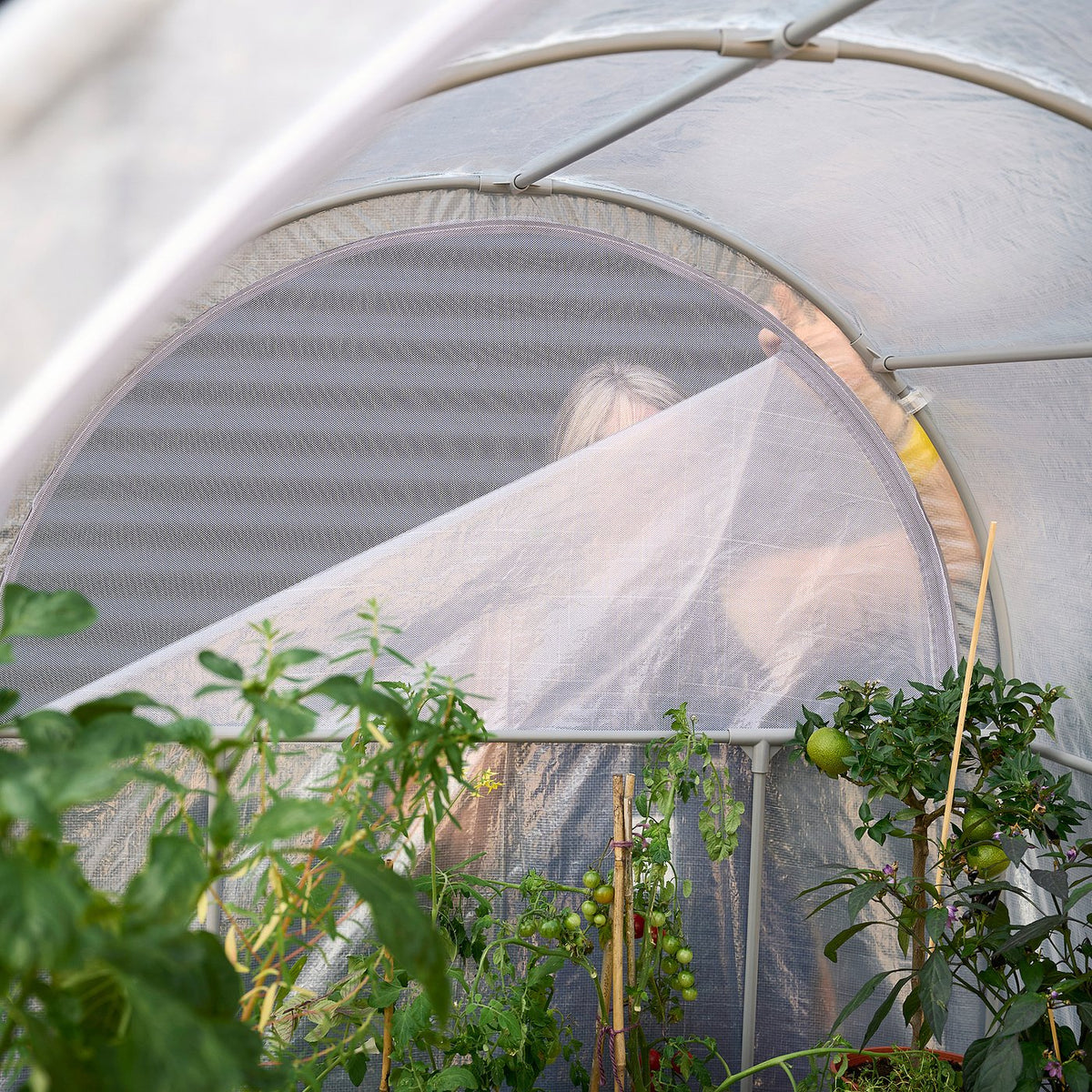 Greenhouse