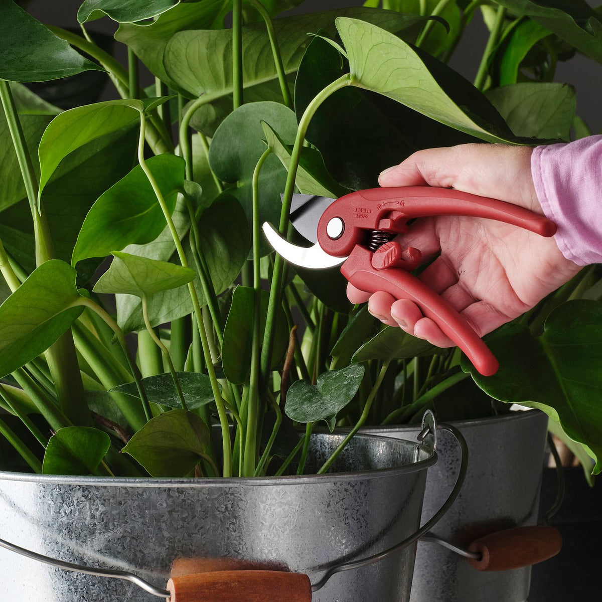 Secateurs